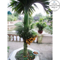 Cây cau lùn xịn cao 1m (ảnh thật).