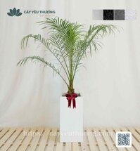 Cây cau nga mi Cây mừng khánh thành đẹp,giá rẻ tại TPHCM
