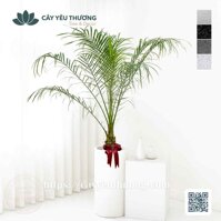 Cây cau nga mi mừng tân gia đẹp giá rẻ tại TPHCM