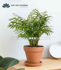Cây cau tiểu trâm cây để bàn phong thuỷ giá rẻ