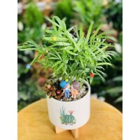 cây cau tiểu trâm, cây kim ngân 3 gốc, cây kim ngân bính, cây trường sinh,