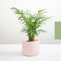 Cây Cau Tiểu Trâm Phong Thủy x Chậu Bầu Men Sứ Cao Cấp Size S (D 10cm)