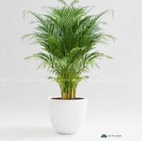 Cây cau vàng | chậu men (sứ) bầu lớn