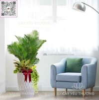 Cây cau vàng đài loan - Chậu nhựa trồng cây cỡ lớn