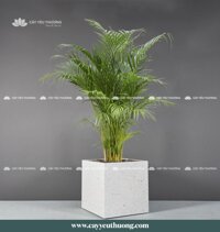 Cây cau vàng gốc lớn - Chậu Trồng Cây Cỡ Lớn