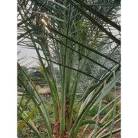 cây Cây chà là ăn trái ..6 tháng là cho trái  - Cây Giống Nhập Khẩu