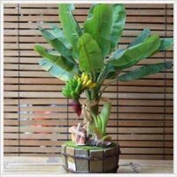 cây cây giống chuối mini 5 tháng cho trái  - Cây Giống Nhập Khẩu