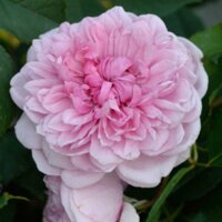 Cây Cây hoa hồng ngoại Sister Elizabeth-giống hoa hồng Anh David Austin