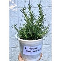 cây Cây hoa hương thảo  - Cây Giống Nhập Khẩu