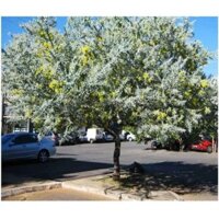 cây Cây hoa Mimosa ra hoa quanh năm  - Cây Giống Nhập Khẩu