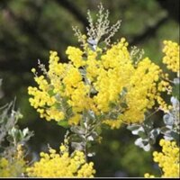 cây Cây hoa Mimosa ra hoa quanh năm  - Cây Giống Nhập Khẩu