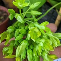 cây CÂY HOA THIÊN LÍ  - Cây Giống Nhập Khẩu