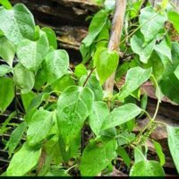 cây Cây lá giang nấu lẩu  - Cây Giống Nhập Khẩu