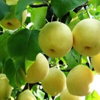 cây Cây Lê Vàng... 6 tháng có trái  - Cây Giống Nhập Khẩu