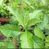 cây Cây mật gấu  - Cây Giống Nhập Khẩu  - Cây Giống Nhập Khẩu