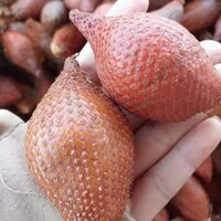 cây Cây Mây Thái ..8 tháng cây cho trái  - Cây Giống Nhập Khẩu