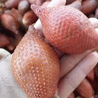 cây Cây Mây Thái ..8 tháng cây cho trái  - Cây Giống Nhập Khẩu