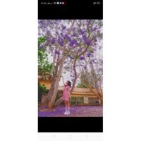 cây Cây Phượng Tím ..6 tháng cây ra hoa  - Cây Giống Nhập Khẩu