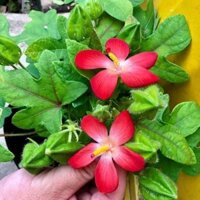 cây Cây sâm bố chính  - Cây Giống Nhập Khẩu