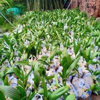 cây Cây Thốt Nốt ...8 tháng cây cho trái  - Cây Giống Nhập Khẩu