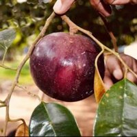 cây Cây Vú Sữa tím... 8 tháng cây cho trái  - Cây Giống Nhập Khẩu