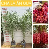 CÂY CHÀ LÀ ĂN QUẢ CAO 1M1-1M2
