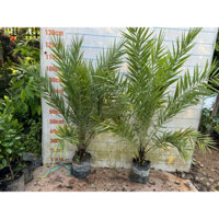 CÂY CHÀ LÀ ĂN QUẢ CÂY TO ( gui cây ảnh 1.2.3.4)