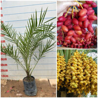 CÂY CHÀ LÀ ĂN QUẢ