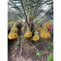 cây chà là cỡ lớn