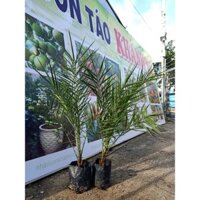 cây chà là giống