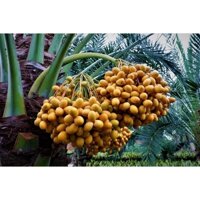 CÂY CHÀ LÀ THÁI CHOAI CAO 80_1M