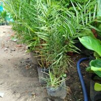 Cây Chà Là Thái ( hàng đẹp)1m