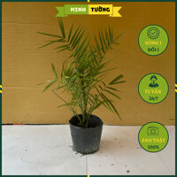 Cây Chà Là Trung Đông - Cây Trồng Villa, Biệt Thự, Resort