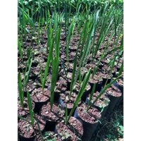 Cây chà là trung đông ( SÊU TỤT GIÁ )