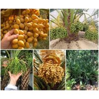 Cây chà là trung đông