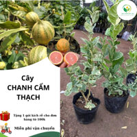 cây CHANH CẨM THẠCH ( cây ghép, chuẩn giống)
