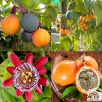Cây 🌲 Chanh dây ngọt trái vàng colombia
