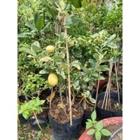 cây chanh mỹ vàng lá var