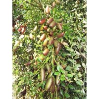 Cây Chanh Ngón Tay Giống phát triển tốt