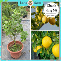 Cây Chanh Vàng Mỹ cao 80cm sẵn quả, giàu dinh dưỡng | Dễ chăm sóc, Ít sâu bệnh, Ra sai quả, mọng nước LanaFarm