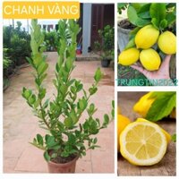 CÂY CHANH VÀNG MỸ CÂY LỚN CAO 70-80CM