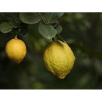 Cây chanh vàng Mỹ choai đã ra quả