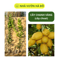 Cây Chanh Vàng Mỹ Choai Năng Suất Cao Ra Quả Sớm