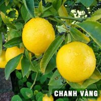 Cây chanh vàng mỹ giống, cây lùn trồng chậu