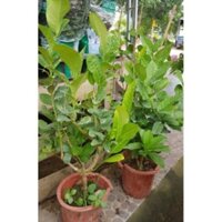 Cây chanh vàng mỹ như hình