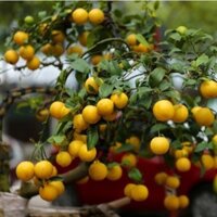 Cây chanh vàng Mỹ siêu quả, quả to mọng nươc cây con giống F1 (phuongboutiquedk)