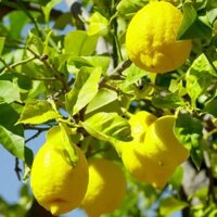 Cây chanh vàng Mỹ siêu quả, quả to mọng nươc (chi lang shop)