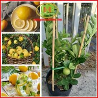 Cây chanh vàng mỹ trồng chậu ăn trái dễ trồng cho nhà phố