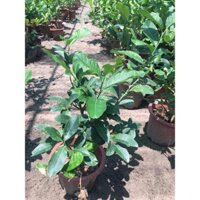 cây chanh vàng Mỹ