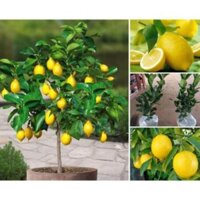 Cây Chanh vàng mỹ